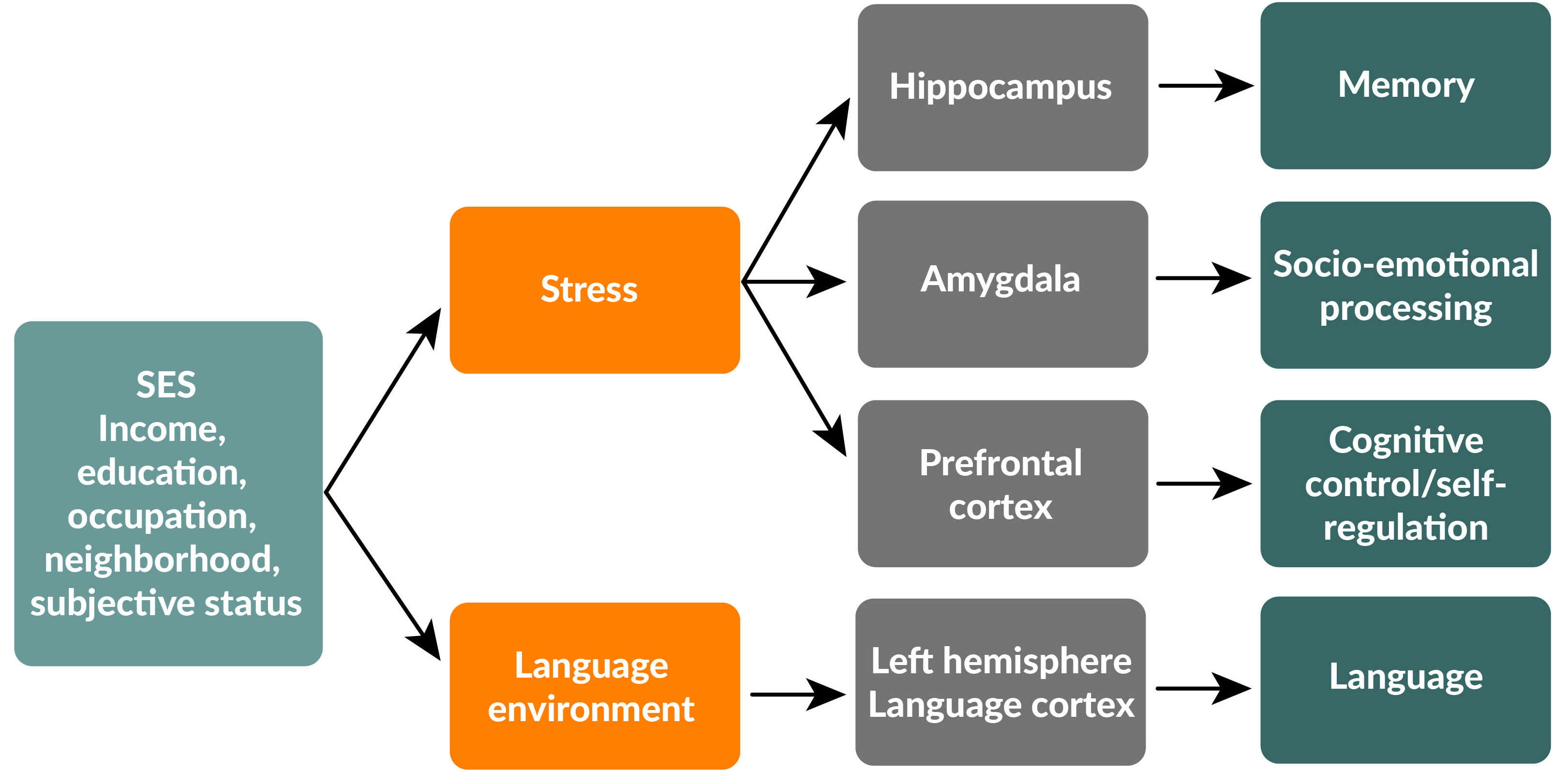 Flowchart: Neuroscientists created this model to hypothesize a way that leads socioeconomic status (SES) to influence brain development and cognitive functioning, and downstream, academic achievement.